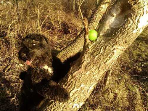 Hjernegymnastik - Jeanettes Hundeskole Hjernegymnastik - Racen: Bouvier Des Flandres